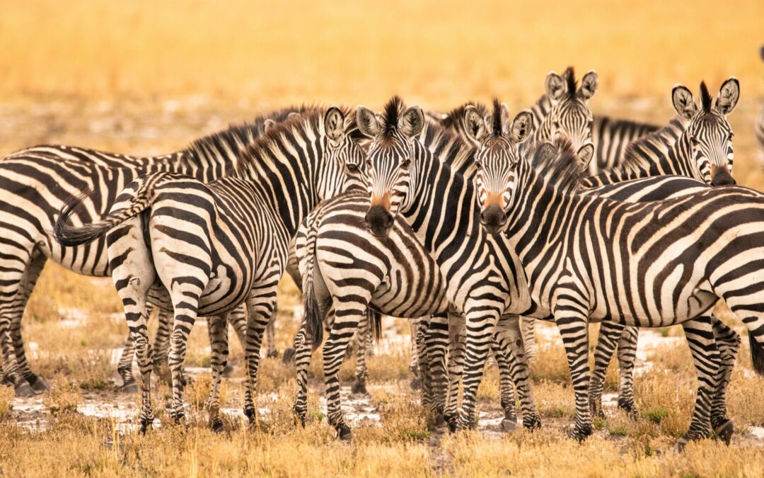 Why Do Zebras Have Not So Discreet Black and White Stripes?