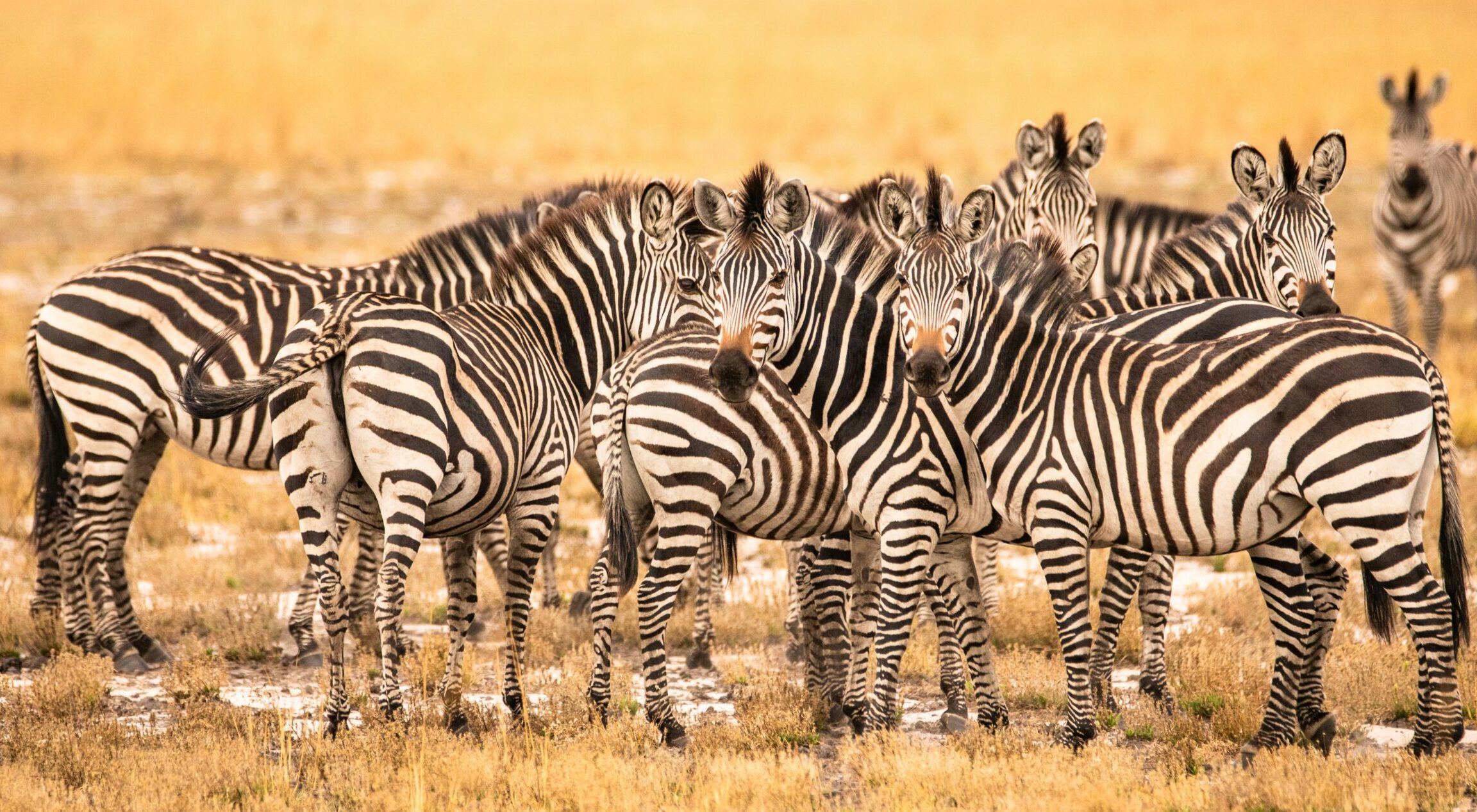 birger-strahl-Suaoofu6DXM-unsplash