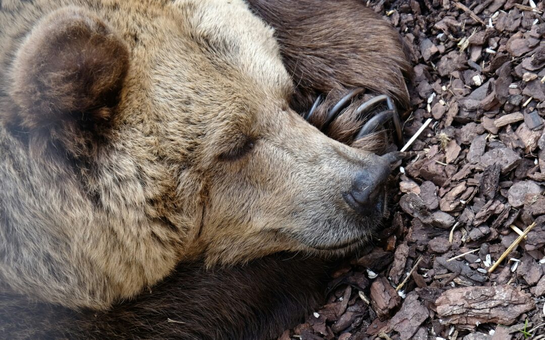 What Happens When a Bear Hibernates ?