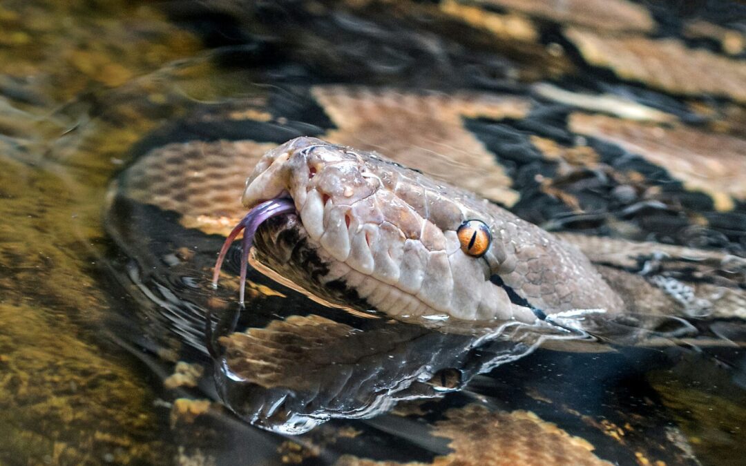 Why Do Snakes Flick Their Tongues More Than Other Animals