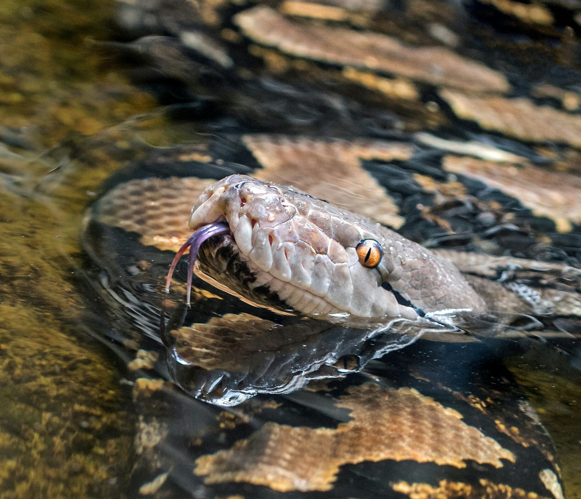 david-clode-stUzQAzchig-unsplash