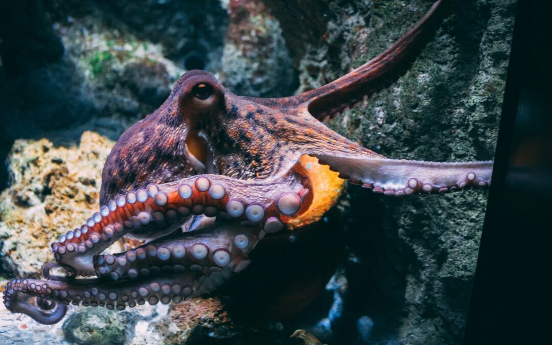 Why Do Octopuses Have Three Hearts?