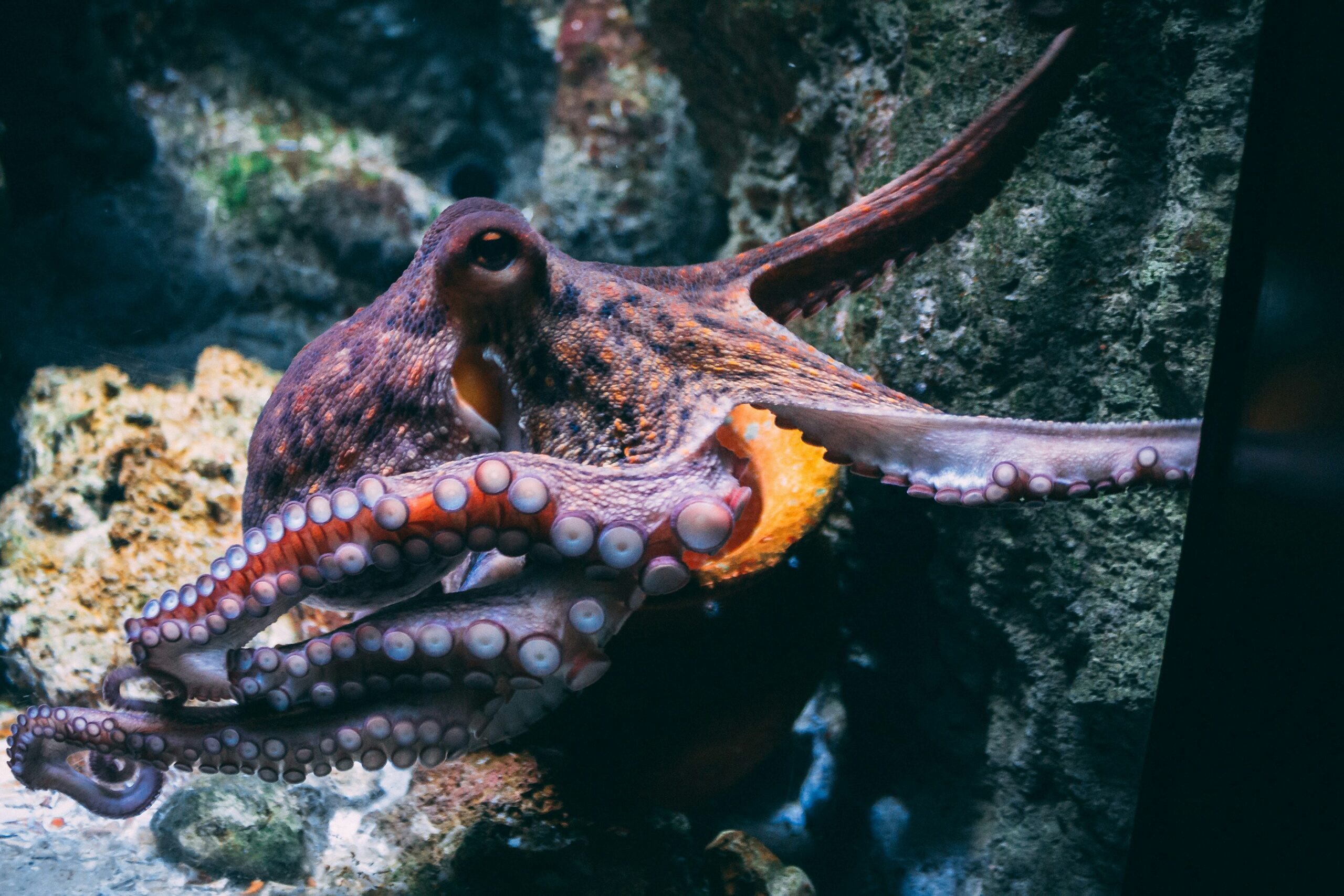 diane-picchiottino-dW0gfo__uU8-unsplash