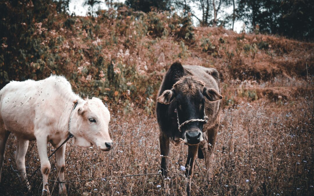 Why Can’t All Species Be Domesticated?