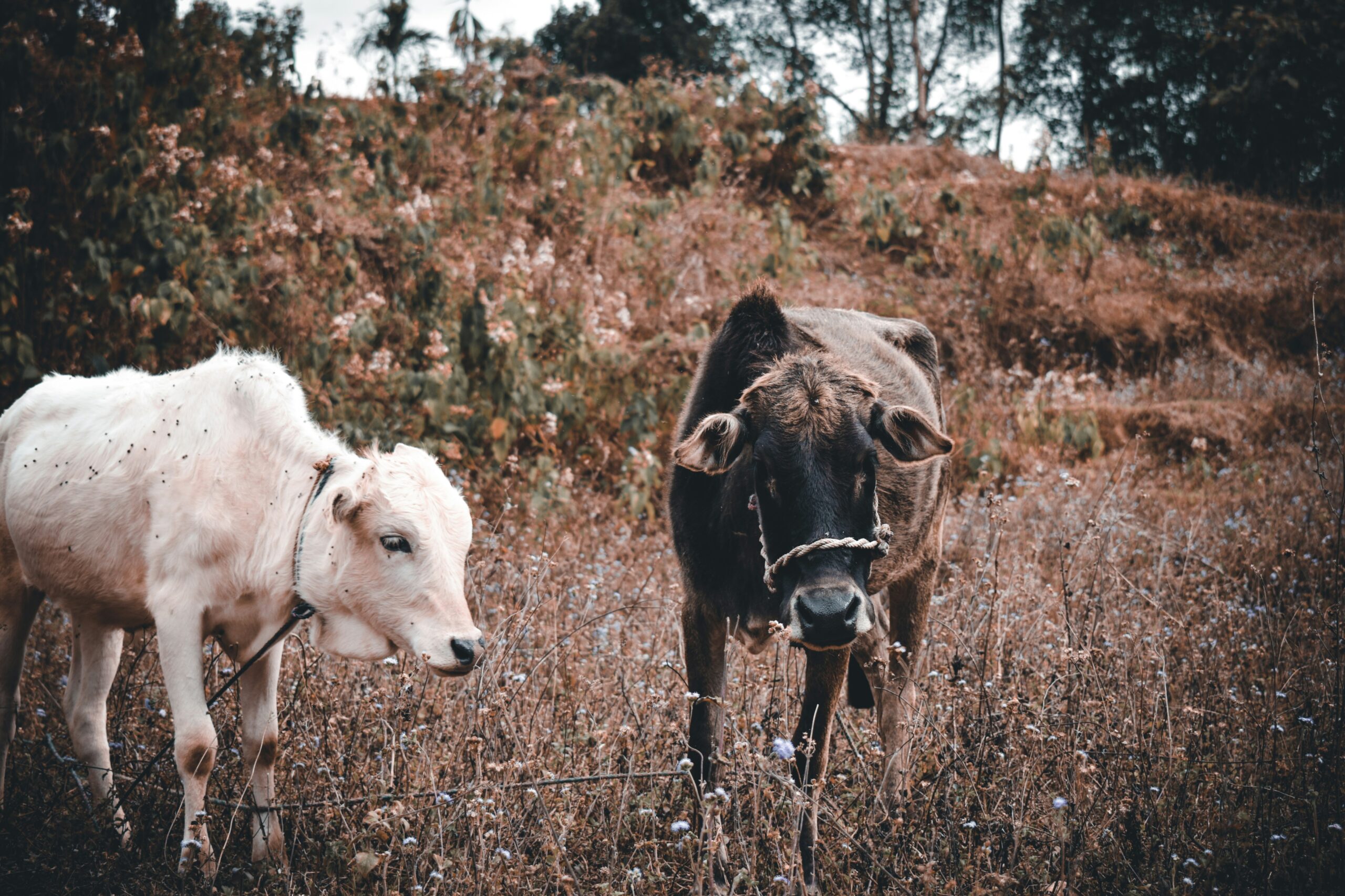evenezer-marak-SWAmBO9wIkY-unsplash