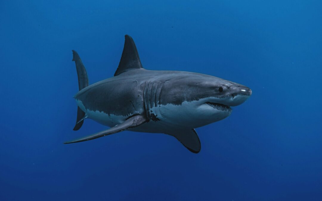 Why Are Great White Sharks Not Very… White ?
