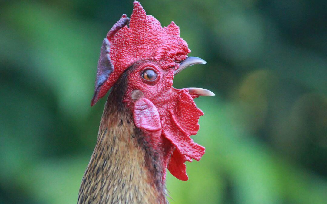 How Do Roosters Not Go Deaf When They Crow?