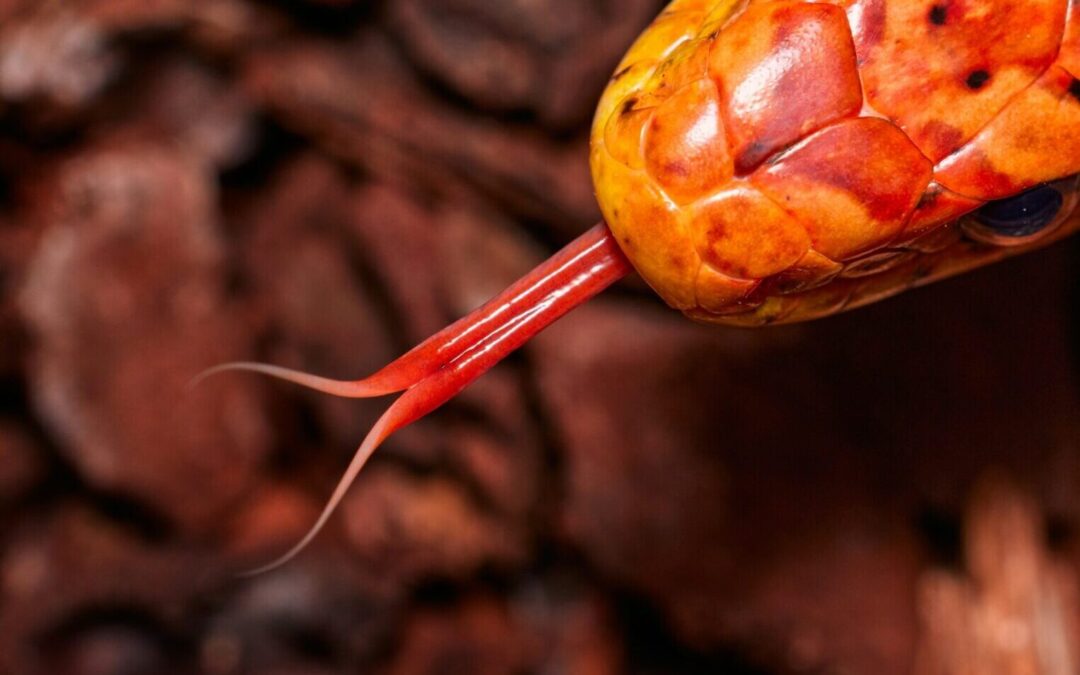 Why Do Snakes Have Forked Tongues?